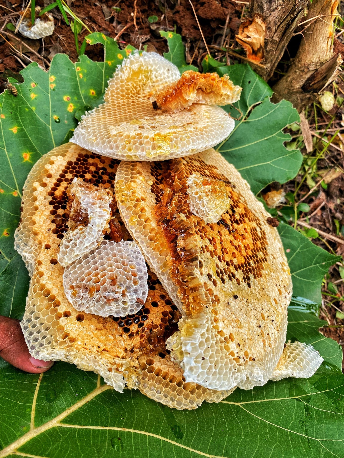 Burrow Honey From The Wilderness Of South Regions Of Tamilnadu - Extraction Before Mid Of September 2025