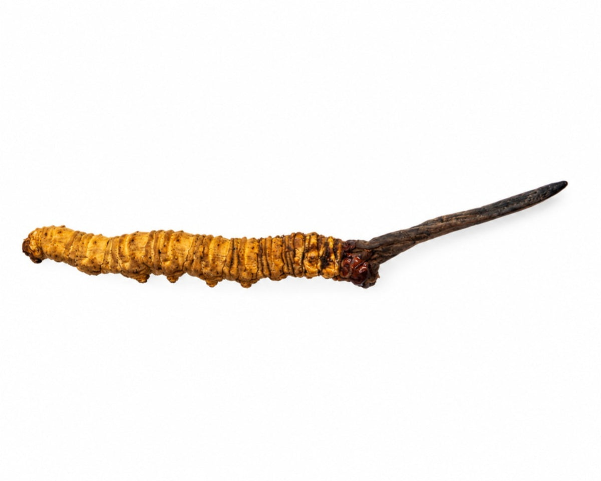 Wild Cordyceps from Bhutan – 1 PC – A+ Grade