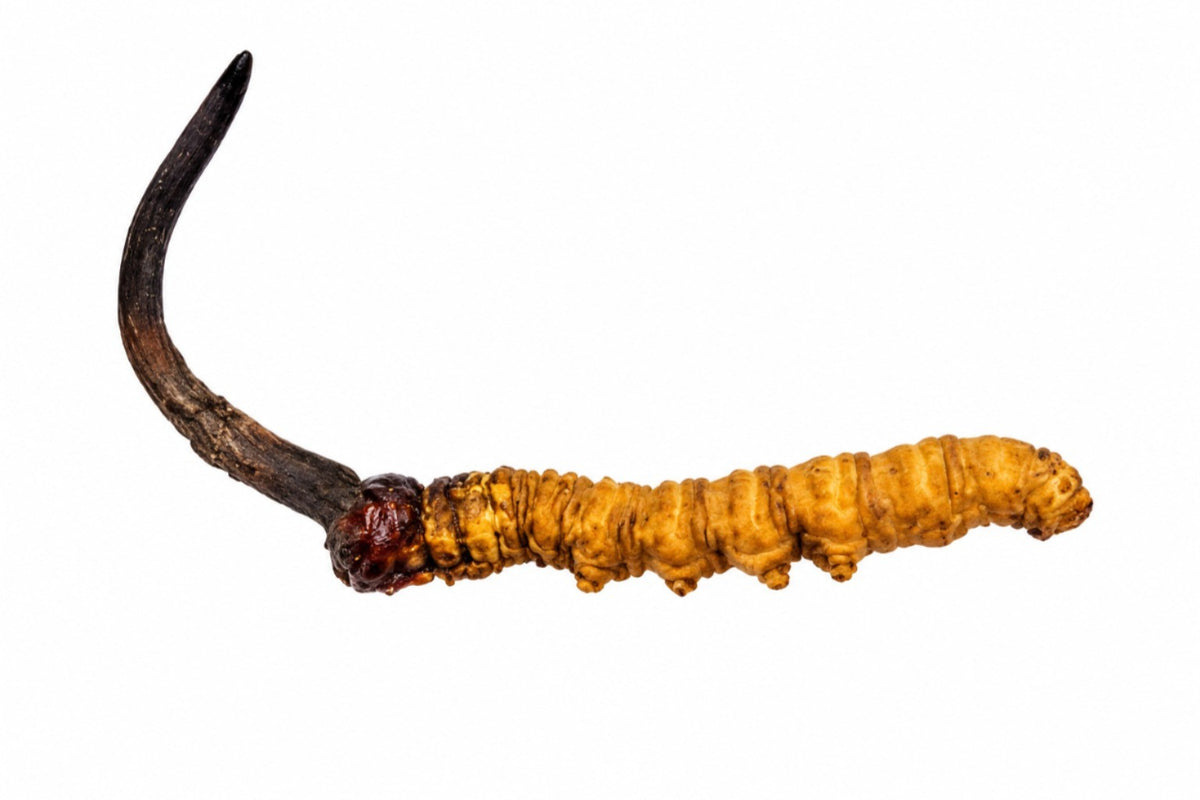 Wild Cordyceps from Bhutan – 1 PC – B Grade