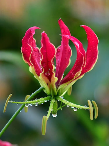 Rare Nectars - Wild Honey From Wild Gloriosa Superba - Before August 2025 Ends