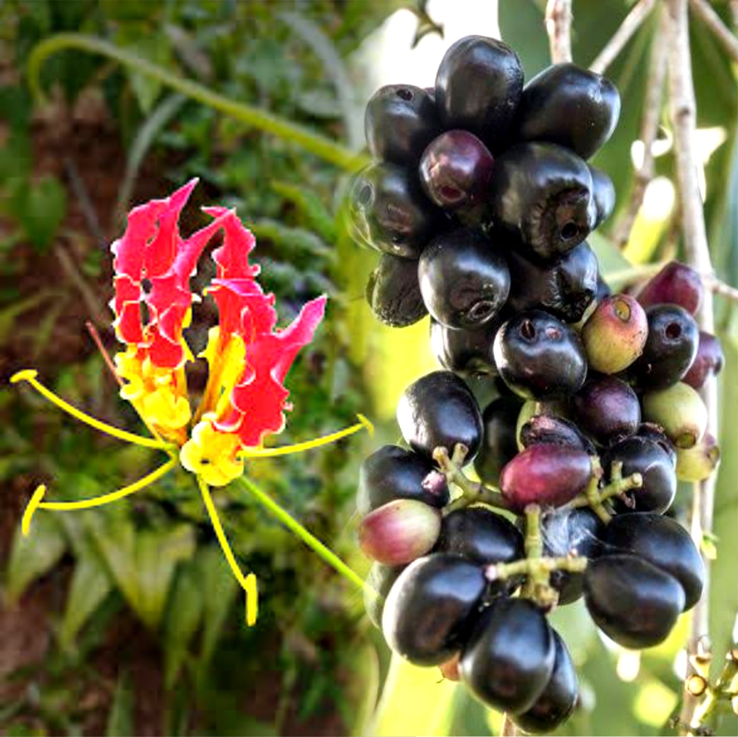 Rare Nectars - Wild Honey From Either Of Wild Jamuns Or Wild Gloriosa Superba - Before August 2025 Ends