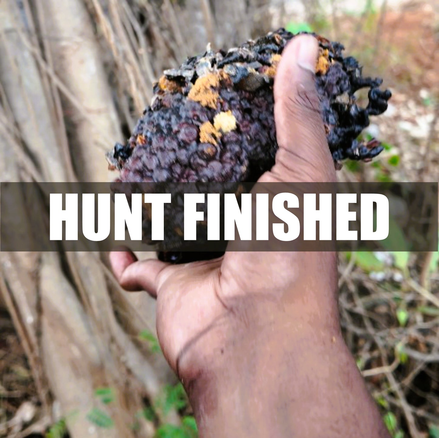 Stingless Bee Honey Red Pollen From South Tamil Nadu - Before The End Of October 2025