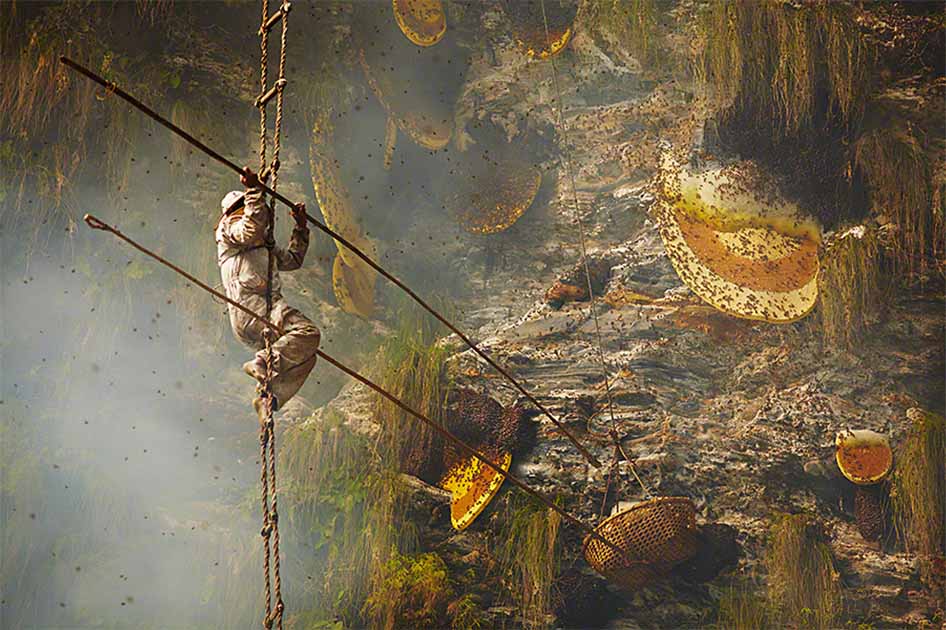 Most Riskiest Honey From The Cliffs Of Nepal - May Be From Caves - Hunt During The Month Of January 2026