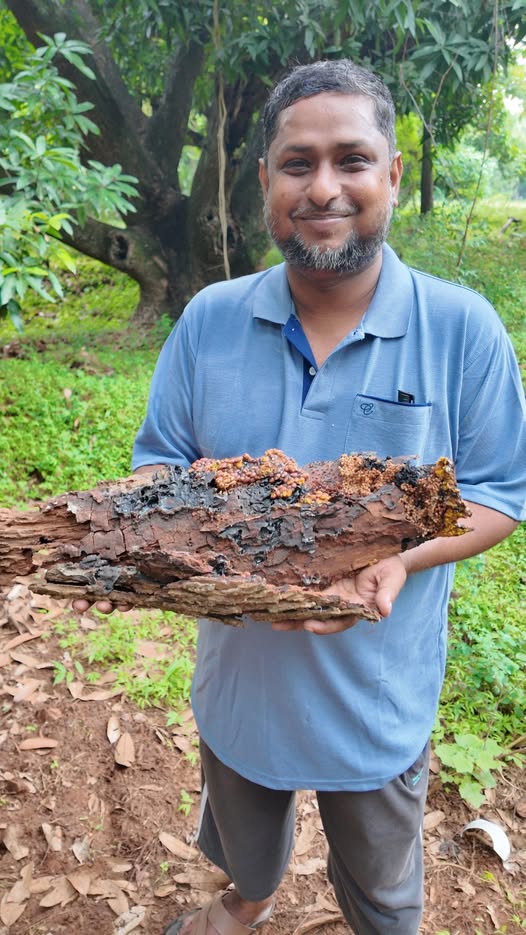Stingless Bee Honey Red Pollen From South Tamil Nadu - Before The End Of October 2025