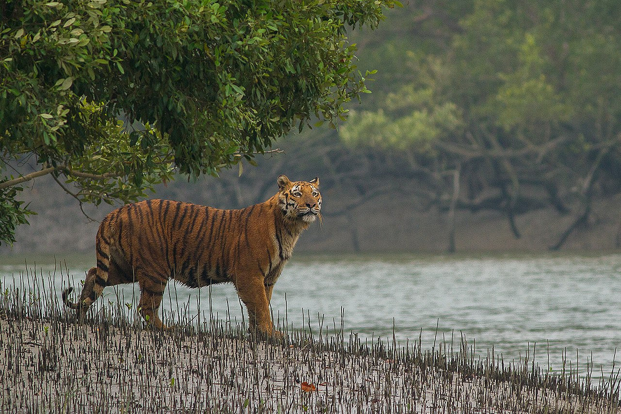 Where The Bengal Tigers Rule - Wild Honey With Hive From The World's Most Dangerous And Largest Mangrove Forests - With The Hive - Before The End Of May 2026