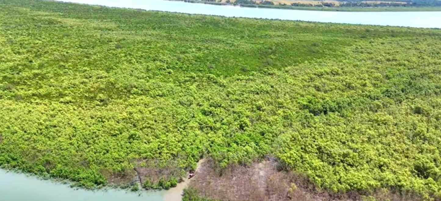 Where The Bengal Tigers Rule - Wild Honey With Hive From The World's Most Dangerous And Largest Mangrove Forests - With The Hive - Before The End Of Sep 2026
