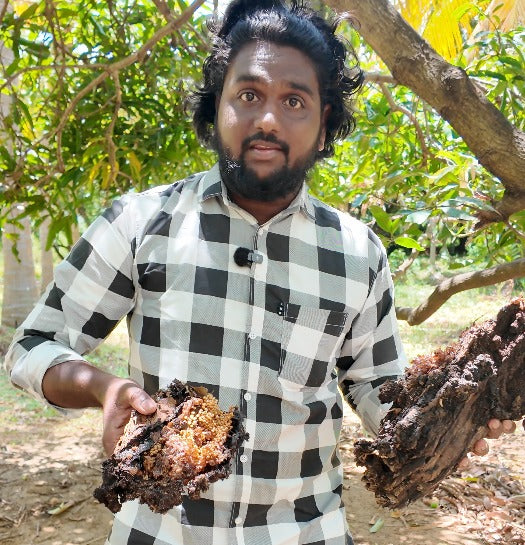 Virtual Stingless Bee Honey Harvest Experience: Harvest Your Own Pot of Raw Honey from The Wild! - Before The End of Nov 2025