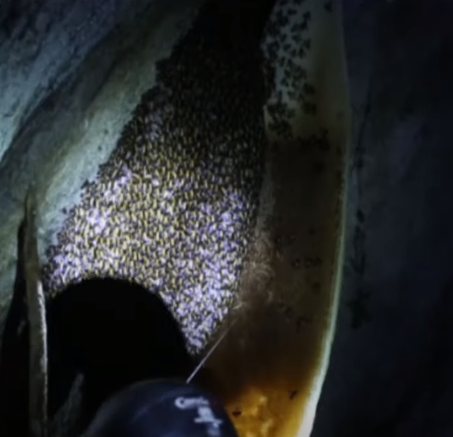Raw Forest Cliff Honey - South Indian Origin