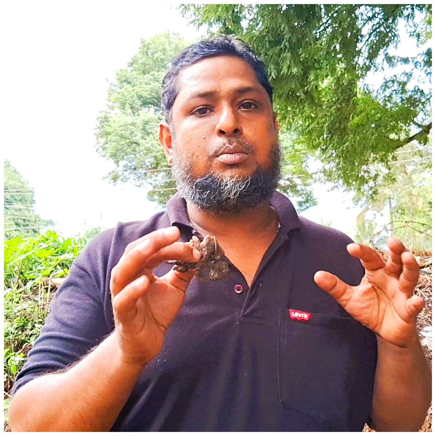 Wild Edible Mushrooms