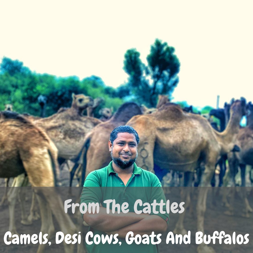 From The Cattles