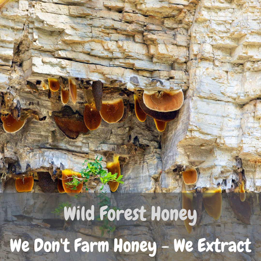 Wild Forest Honey, Hives, Pollen, Royal Jelly And Bee Wax