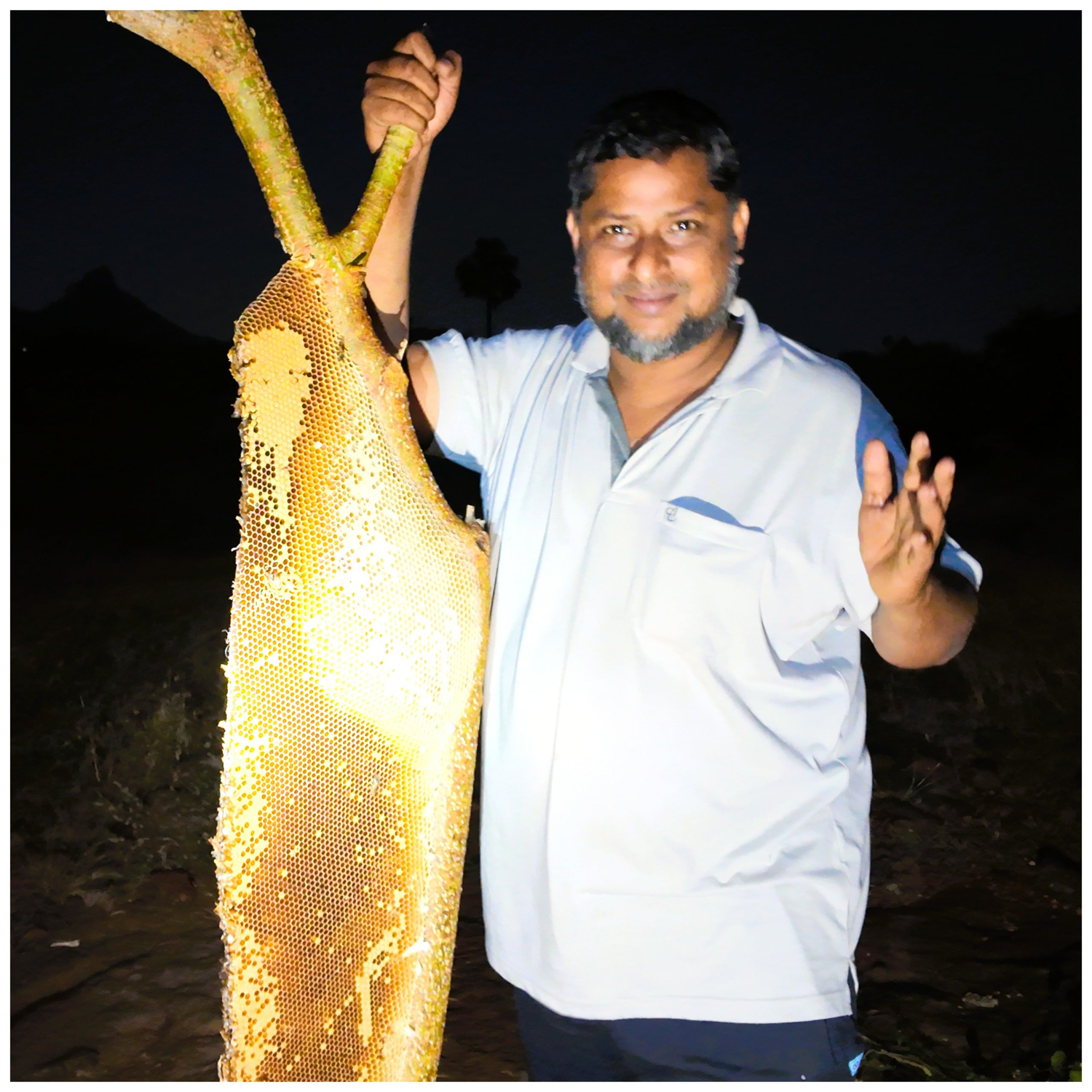 Wild Forest Honey, Hives, Pollen, Royal Jelly And Bee Wax