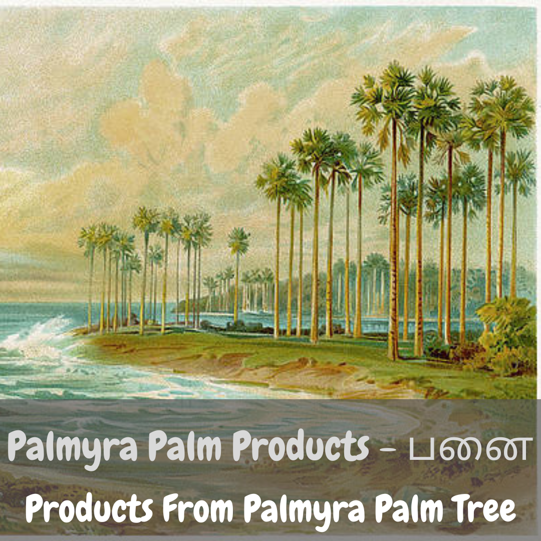 Palmyra Palm Tree Products