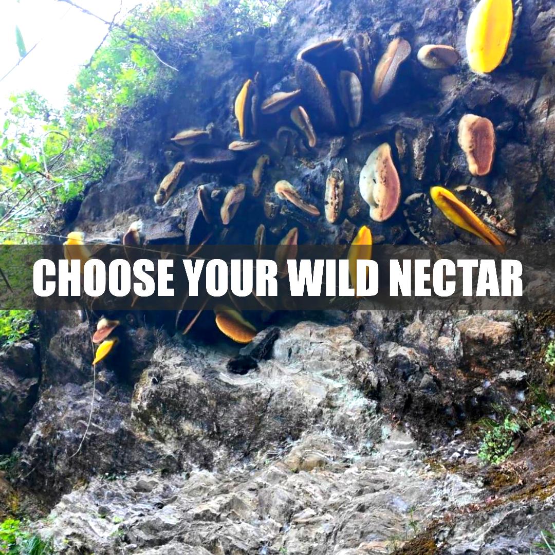 Wild Forest Honey, Hives, Pollen, Royal Jelly And Bee Wax