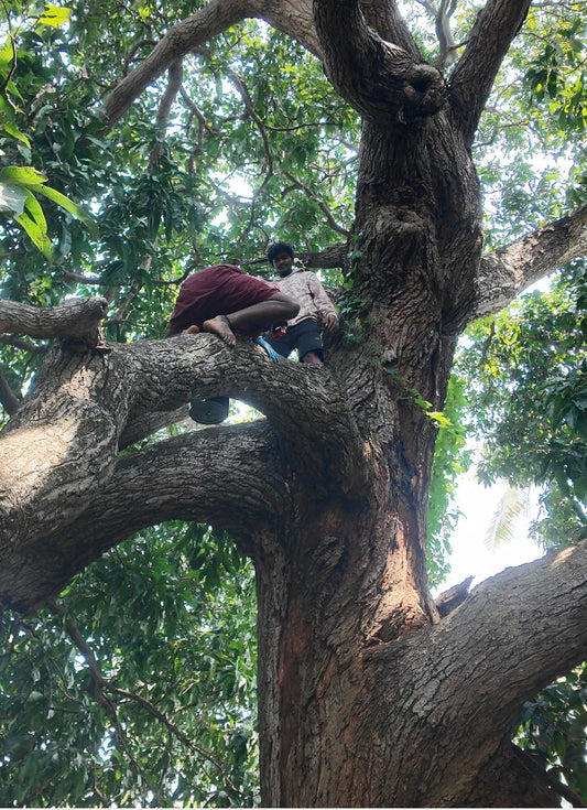 Burrow Or Kombu Honey Or Malaithaen - Virtual Honey Hunt Experience: Harvest Burrow or Kombu Honey Before End of Apr 2026 Ends