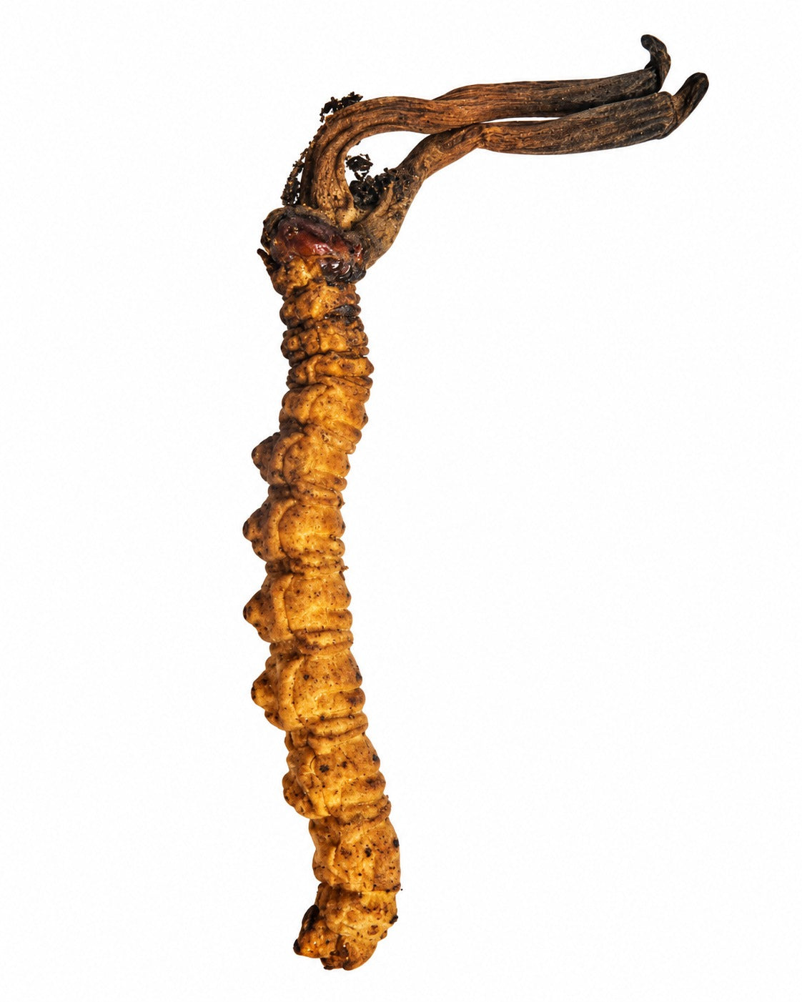 Wild Cordyceps from Bhutan – 1 PC – A Grade