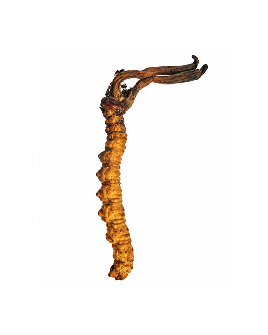 Wild Cordyceps from Bhutan – 1 PC – A Grade
