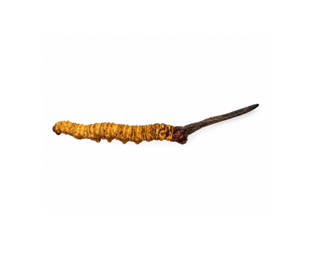 Wild Cordyceps from Bhutan – 1 PC – A+ Grade