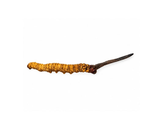 Wild Cordyceps from Bhutan – 1 PC – A+ Grade