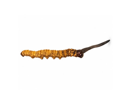 Wild Cordyceps from Bhutan – 1 PC – A++ Grade