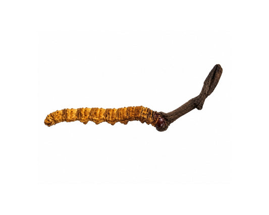 Wild Cordyceps from Bhutan – 1 PC – B+ Grade