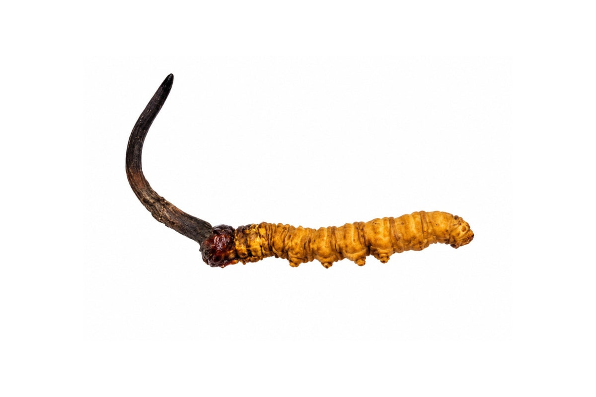 Wild Cordyceps from Bhutan – 1 PC – B Grade