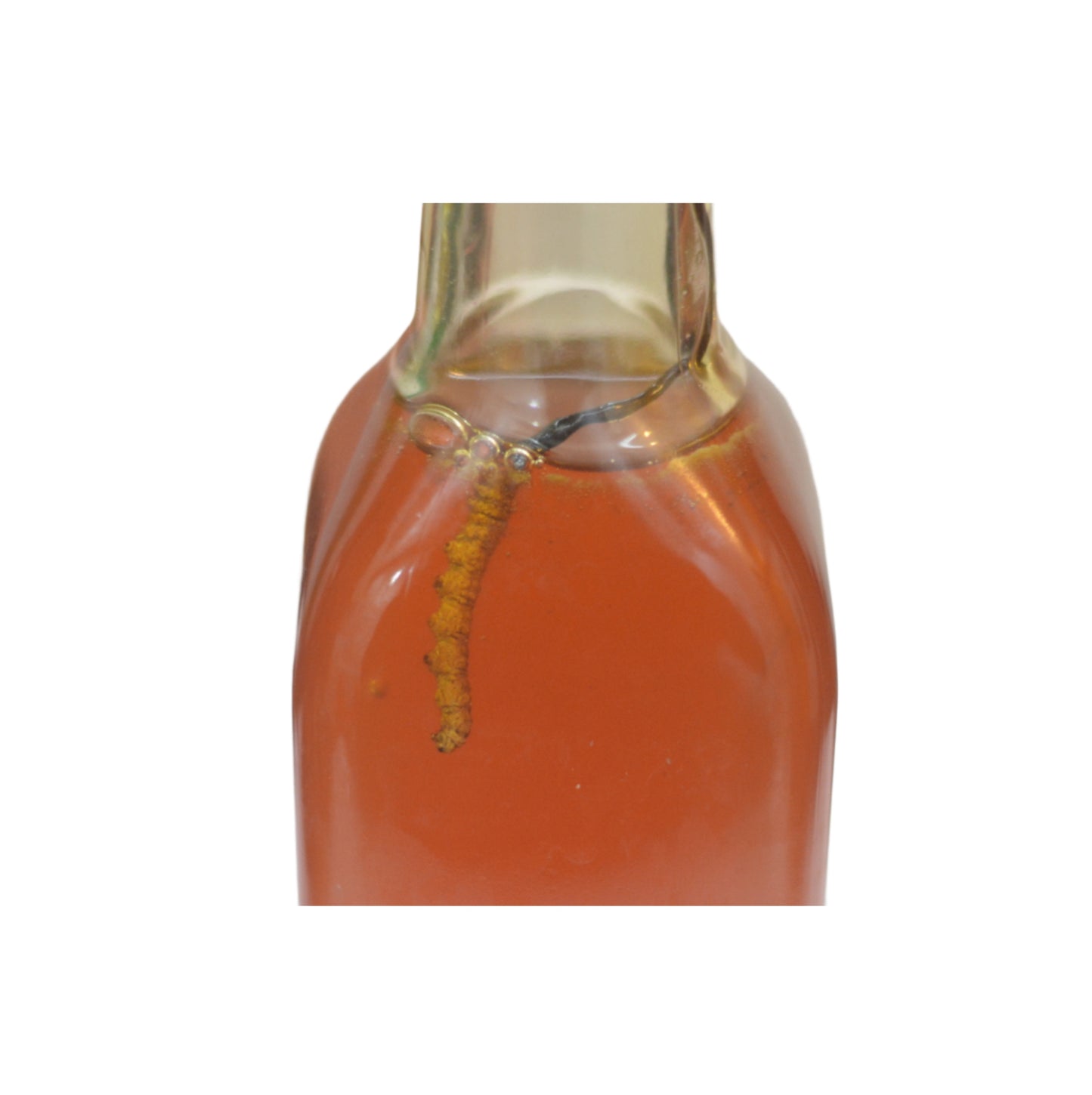 Cordycep From The Bhutanese Wild - Laya Valley - 1 Pc - Soaked in Burrow Honey From The Wild