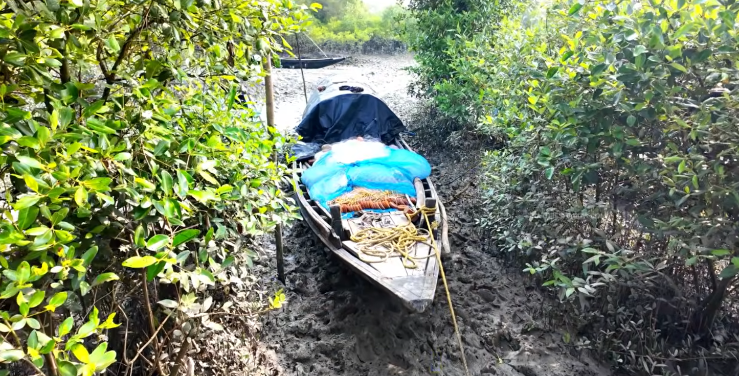Where The Bengal Tigers Rule - Wild Honey With Hive From The World's Most Dangerous And Largest Mangrove Forests - With The Hive - Before The End Of Sep 2026