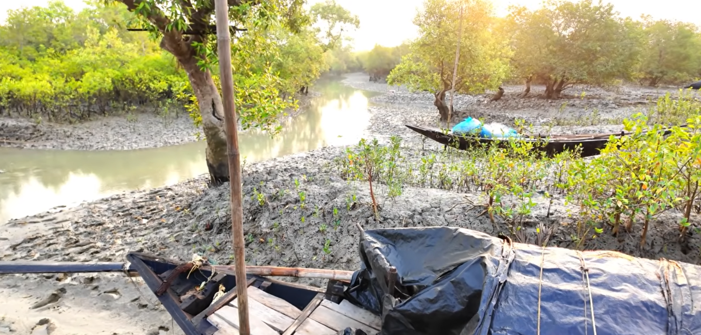 Where The Bengal Tigers Rule - Wild Honey With Hive From The World's Most Dangerous And Largest Mangrove Forests - With The Hive - Before The End Of Sep 2026