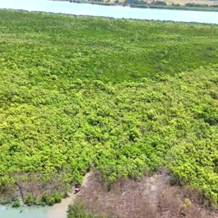 Where The Bengal Tigers Rule - Wild Honey From The World's Most Dangerous And Largest Mangrove Forests - Squeezed Before The End Of September 2026
