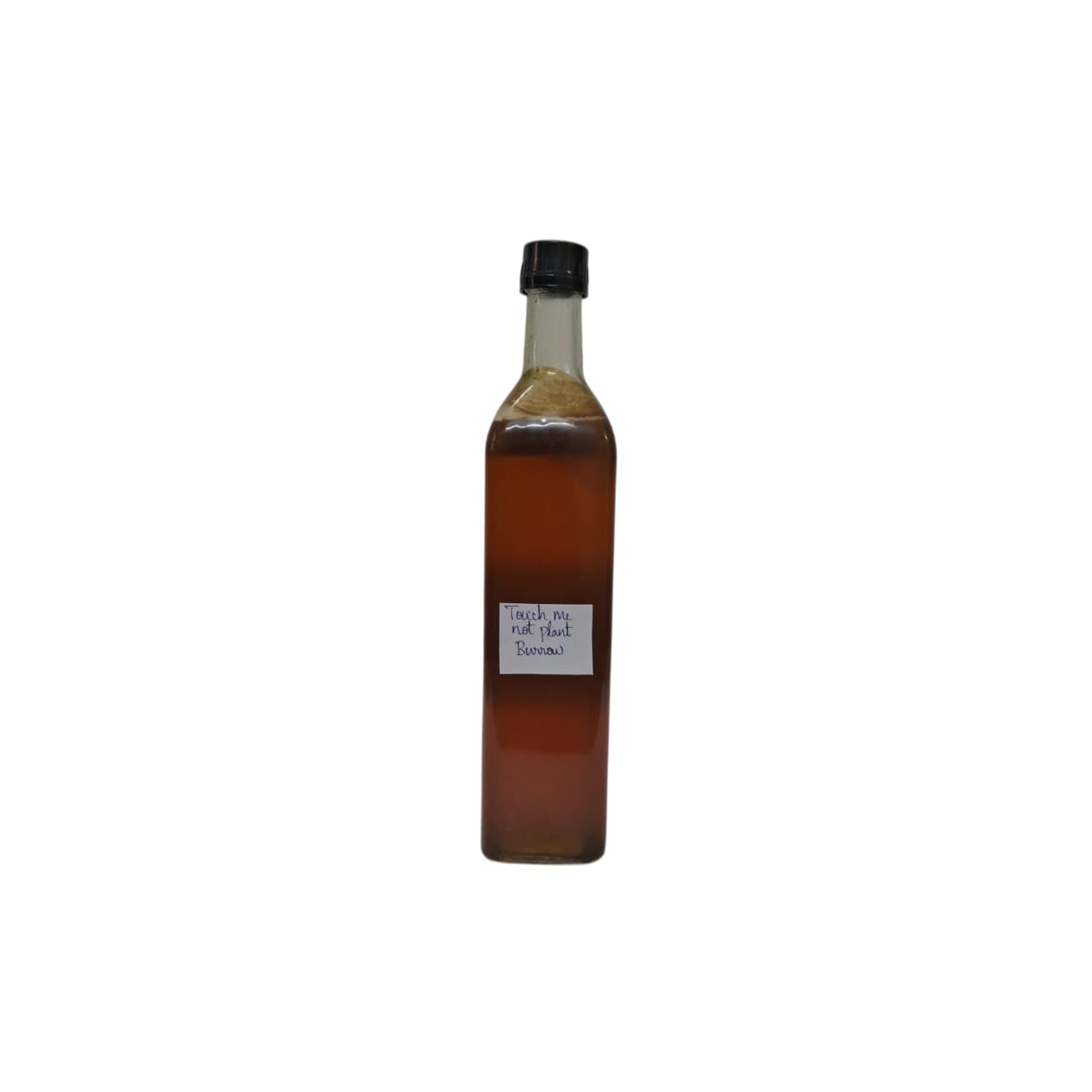 Touch Me Not Plant Nectar From Burrow Honey - 1 Kg