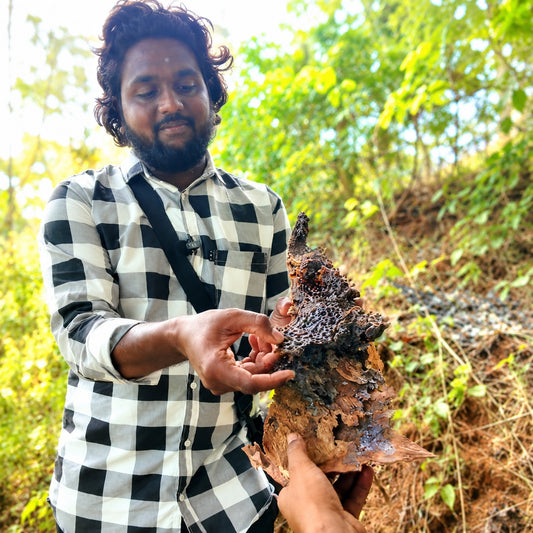 Pollen Rich Stingless Bee Honey From Rocks And Tree Burrows - South Indian Origin - By The Mid Of Sep 2026