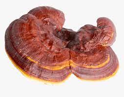 Whole Red Reishi Mushroom For Better Eye Sight and More - 50 Grams