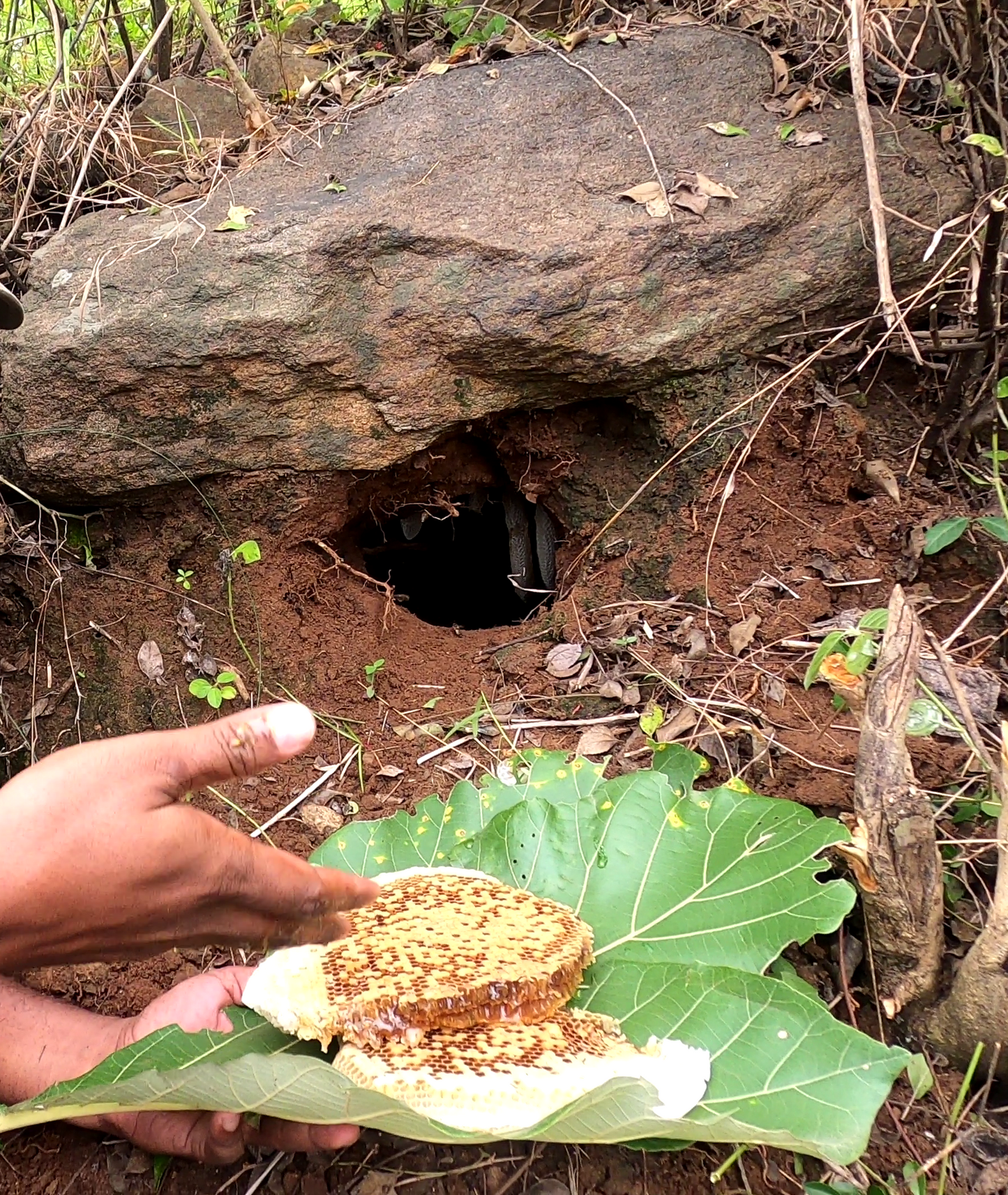 500 Grams - Burrow Honey From The Forests - Pondhu Thaen